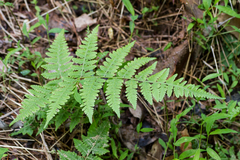 Athyrium