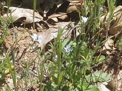 Nemophila menziesii