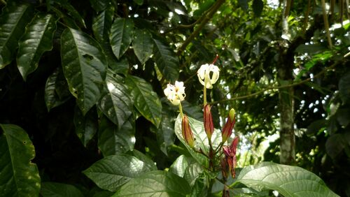 Clerodendrum minahassae observed 2015-02-18
