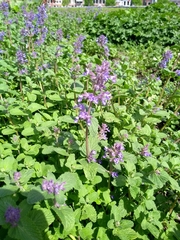 Nepeta × faassenii