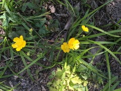 Ranunculus tuberosus