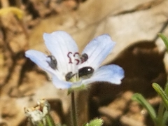 Nemophila menziesii