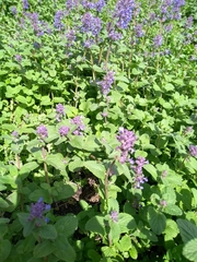 Nepeta × faassenii