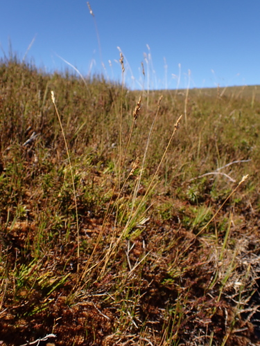 Rytidosperma nivicola