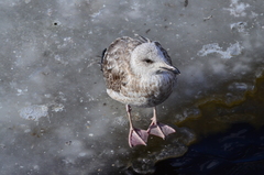 Larus argentatus