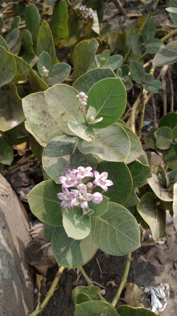 giant milkweed from Koduru, Andhra Pradesh, India on March 24, 2024 at ...