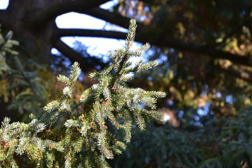 Picea alcoquiana iNat (1)
