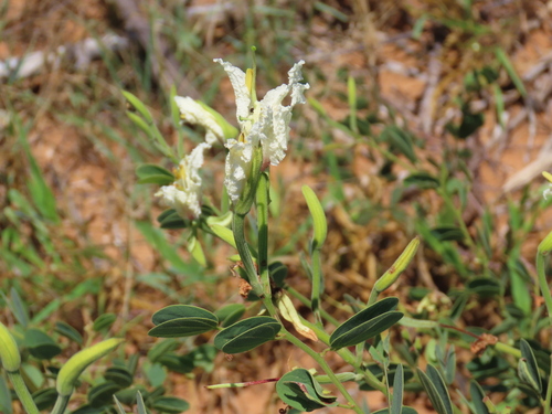 Image of Bauhinia macrantha by no rights reserved
