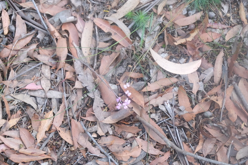 Image of Stylidium lineare by no rights reserved