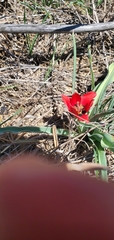 Tulipa systola