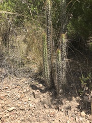 Corryocactus melanotrichus