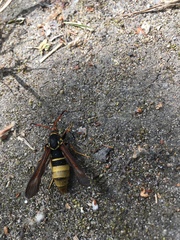 Paranthrene robiniae