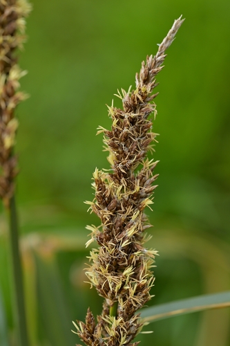 Carex appressa (Carex appressa)