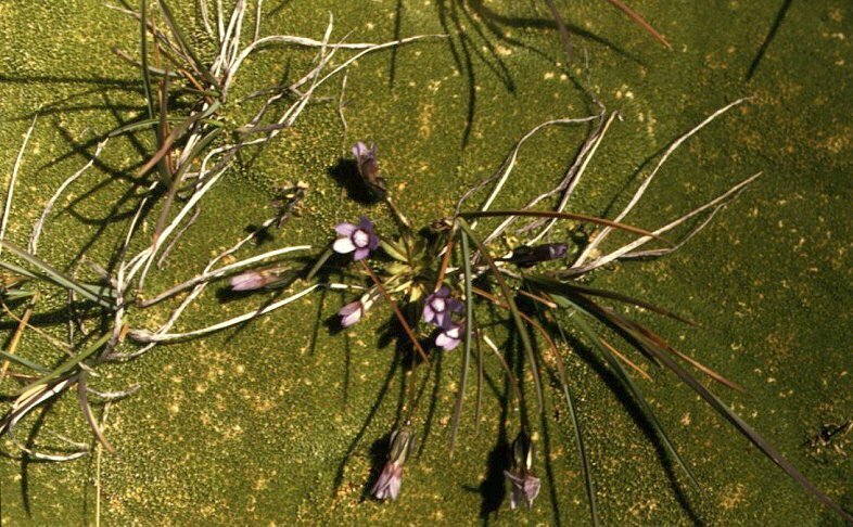 Thylacospermum caespitosum; photograph (c) Oleg Kosterin, some rights reserved (CC BY)