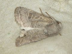 Protorthodes perforata