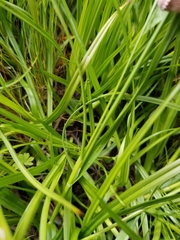 Carex subbracteata