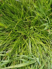 Carex subbracteata