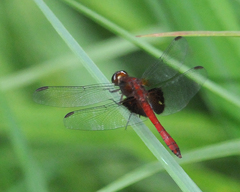 Erythrodiplax ines
