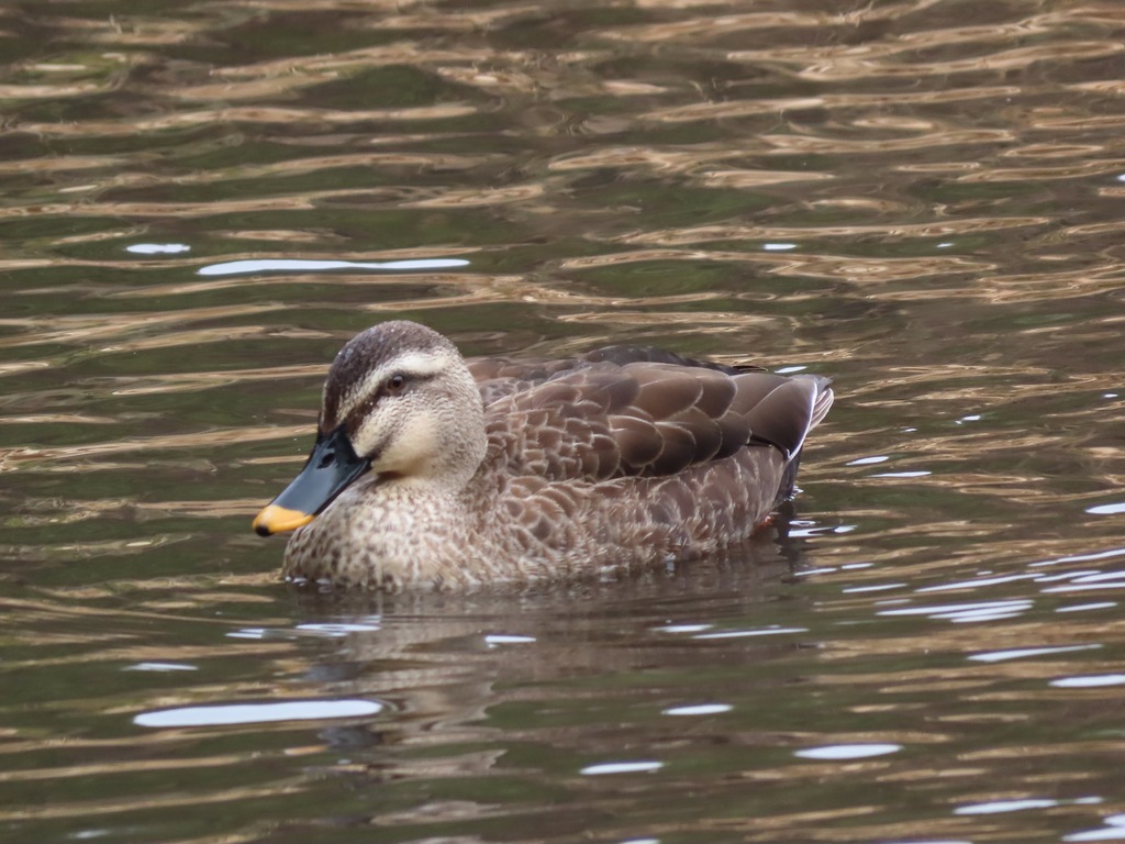 Eastern Spot-billed Duck from Shimizu, Noda, Chiba 278-0043, Japan on ...