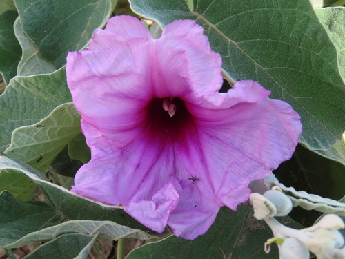 Ipomoea holubii, photograph 2