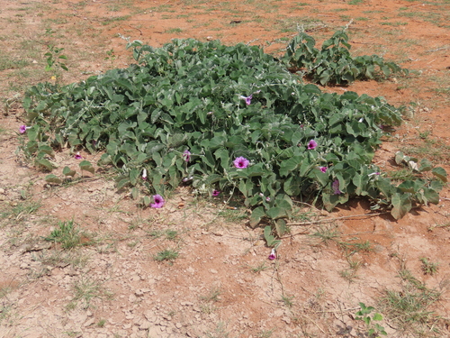 Ipomoea holubii, photograph 3