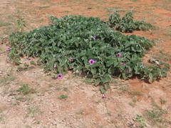 Ipomoea holubii, photograph author not stated, no rights reserved