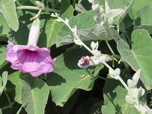 Ipomoea holubii, photograph 4