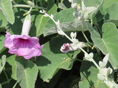 Ipomoea holubii, photograph author not stated, no rights reserved