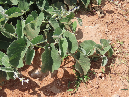 Ipomoea holubii, photograph 5