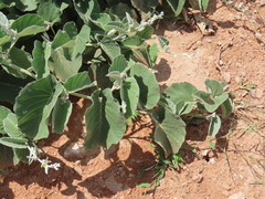 Ipomoea holubii, photograph author not stated, no rights reserved