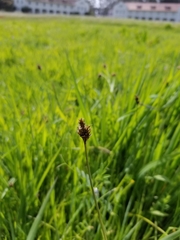 Carex subbracteata