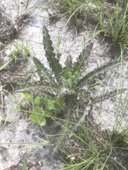 Cirsium repandum