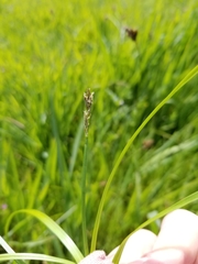 Carex subbracteata