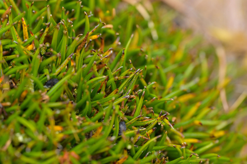 Astelia subulata (Astelia subulata)