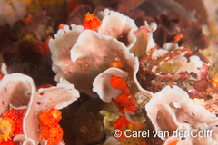 Adeonellopsis
