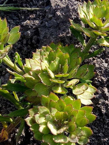 Iberis odorata