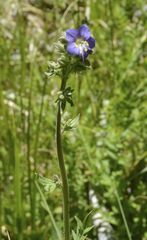 Polemonium occidentale