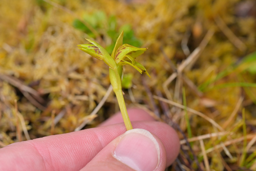 Image of Waireia stenopetala by (c) Christopher Stephens, some rights reserved (CC BY-SA)