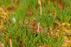 Drosera stenopetala