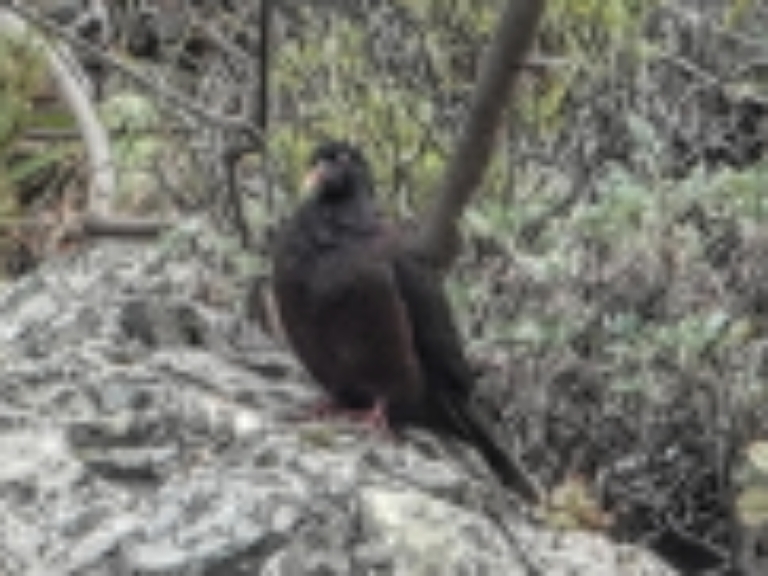 Laurel Pigeon (Columba junoniae), photo 10