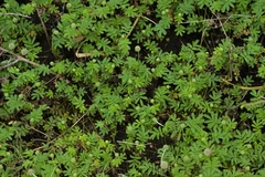 Acaena minor, photograph (c) Christopher Stephens, some rights reserved (CC BY-SA)