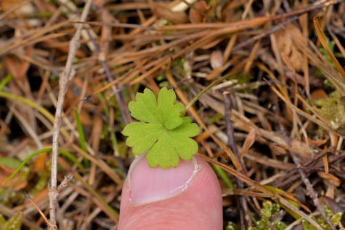 Image of Geranium microphyllum by (c) Christopher Stephens, some rights reserved (CC BY-SA)