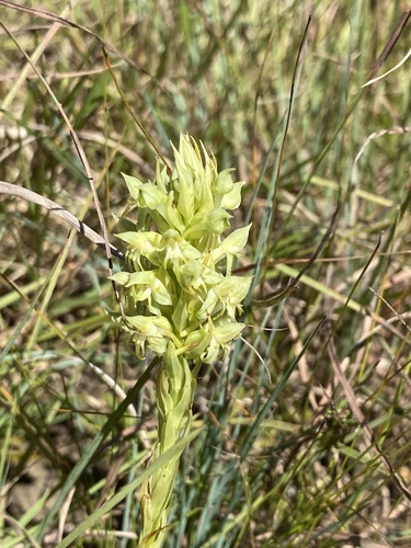 Small Green Ghost Orchid (Habenaria dregeana)