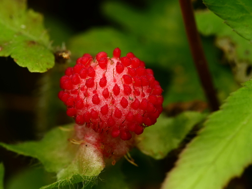 Lesser Mock-strawberry