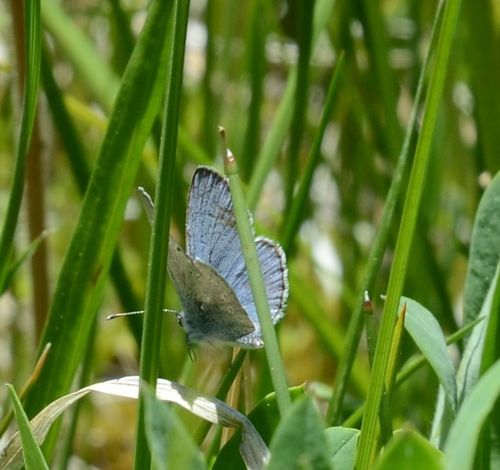 iNaturalist observation photo of Silvery Blue