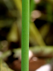 Polygonatum multiflorum