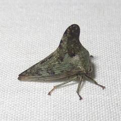 Glossonotus acuminatus