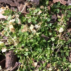 Stellaria