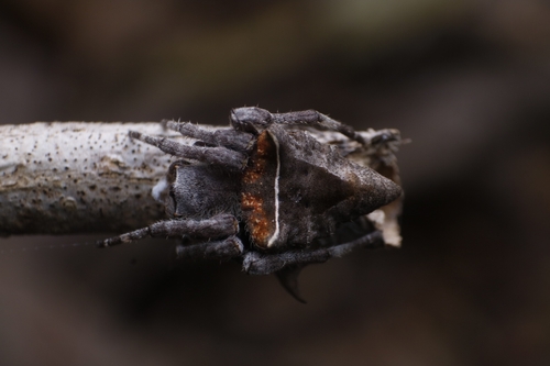 Abandoned-web Orb-weaver photo 2