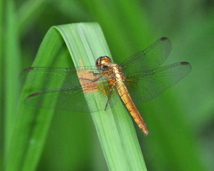 Erythrodiplax ines